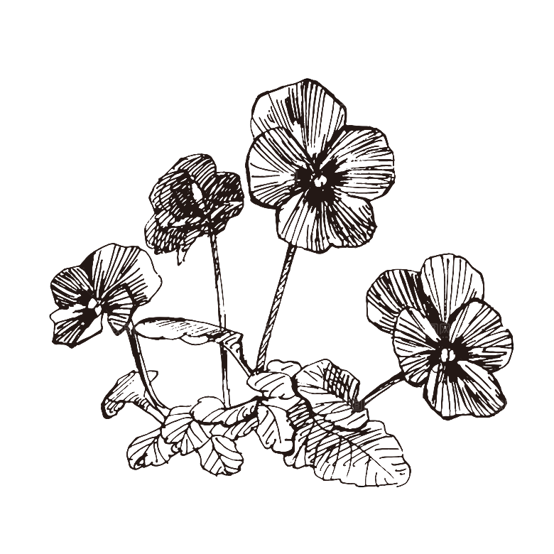 手绘中草药植物花卉免扣元素