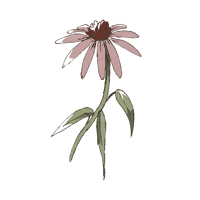 手绘中草药植物花卉免扣元素