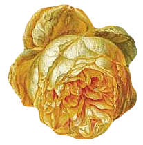 手绘装饰花卉牡丹免扣素材