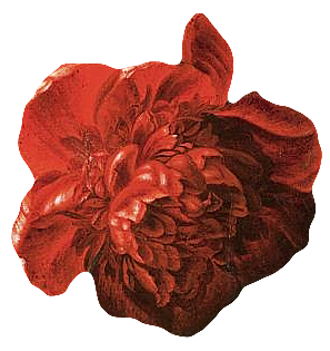 手绘装饰花卉牡丹免扣素材