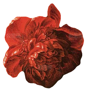 手绘装饰花卉牡丹免扣素材