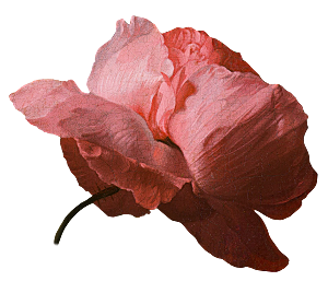 手绘装饰花卉牡丹免扣素材