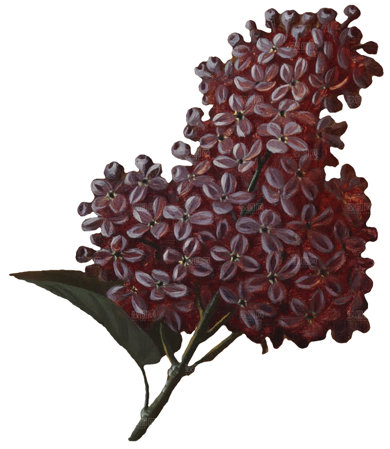 手绘装饰花卉牡丹免扣素材