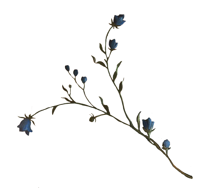 手绘装饰花卉牡丹免扣素材