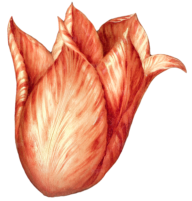 手绘装饰花卉牡丹免扣素材