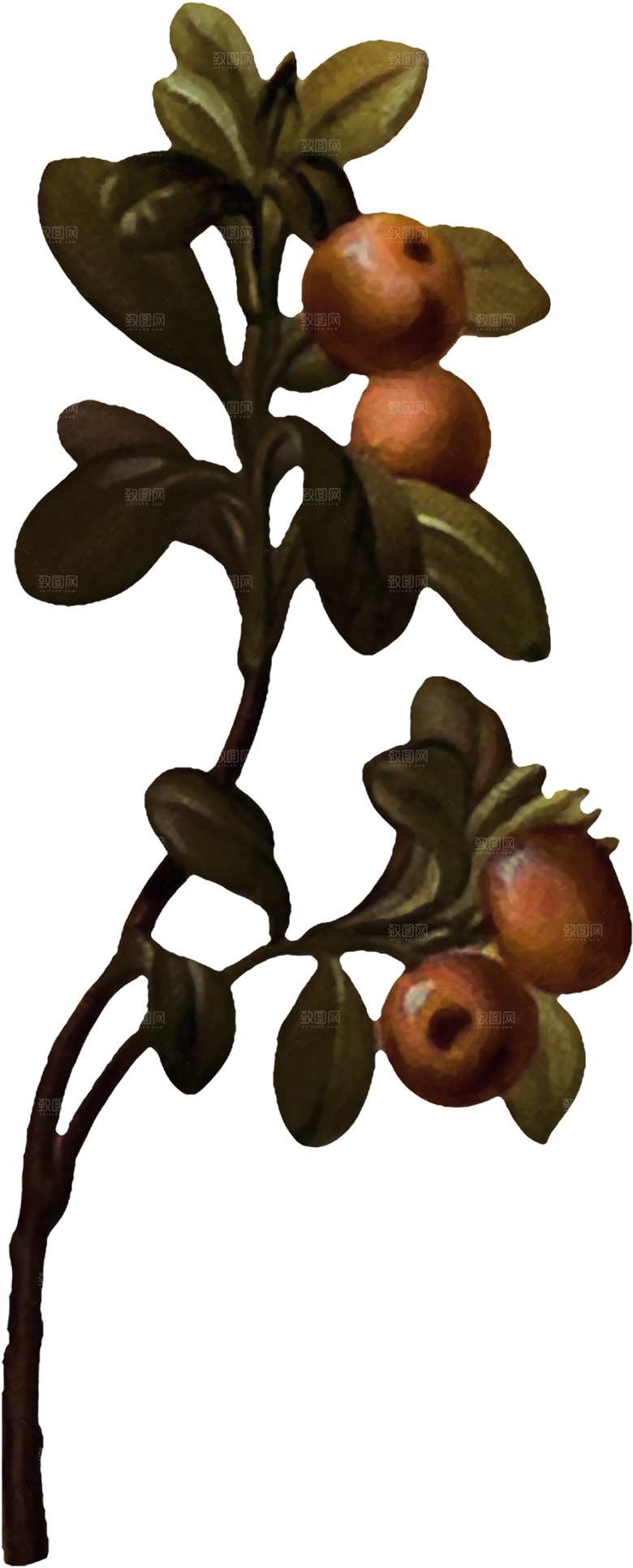 手绘装饰花卉牡丹免扣素材