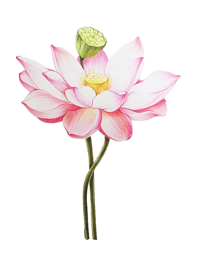 手绘古风中式花卉免扣素材