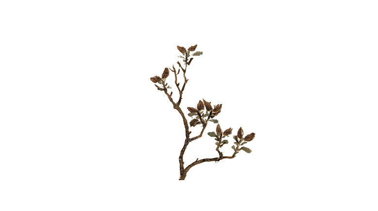 手绘古风中式花卉免扣素材