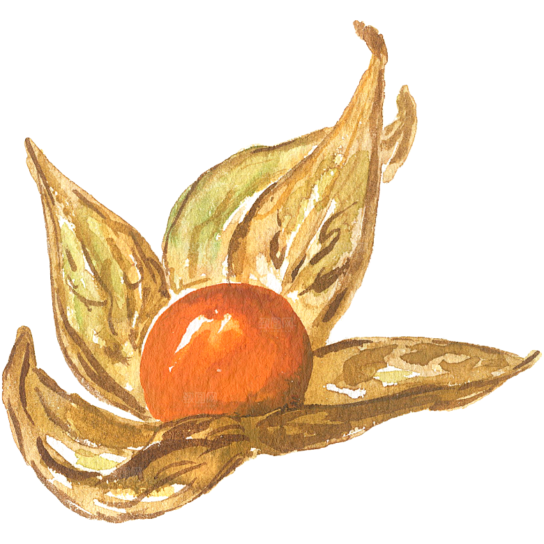 手绘水彩水果素菜美食元素