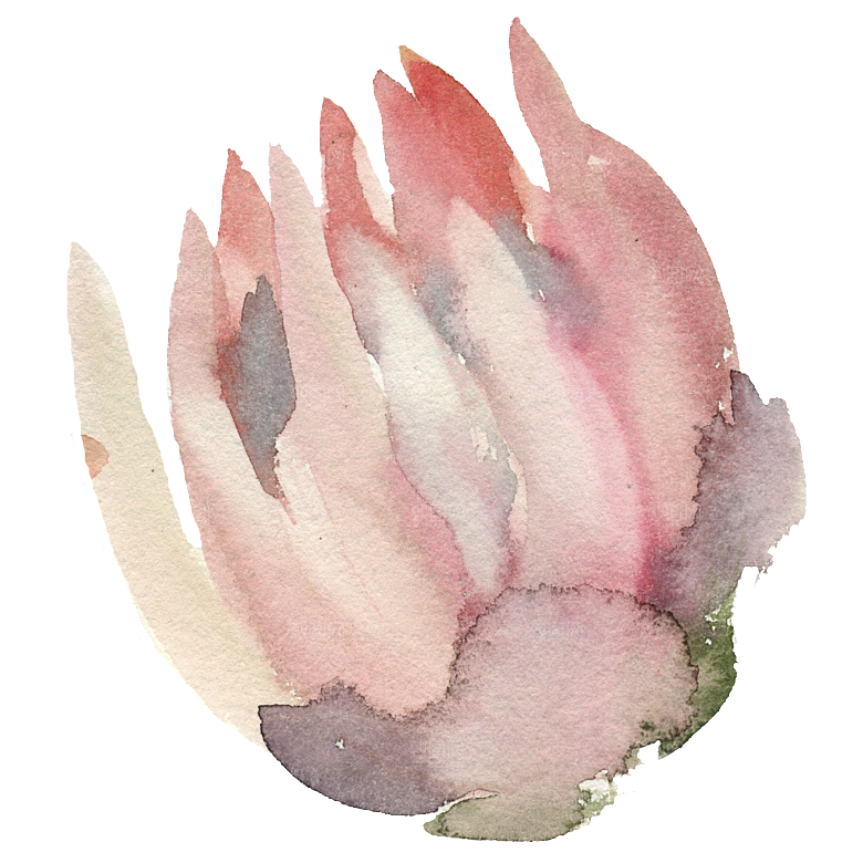 简约大气手绘仙人掌花卉PNG素材