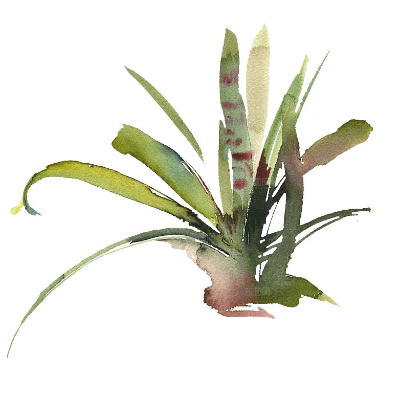 简约大气手绘仙人掌花卉PNG素材