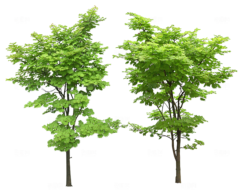免抠实物植物元素盆景绿植素材