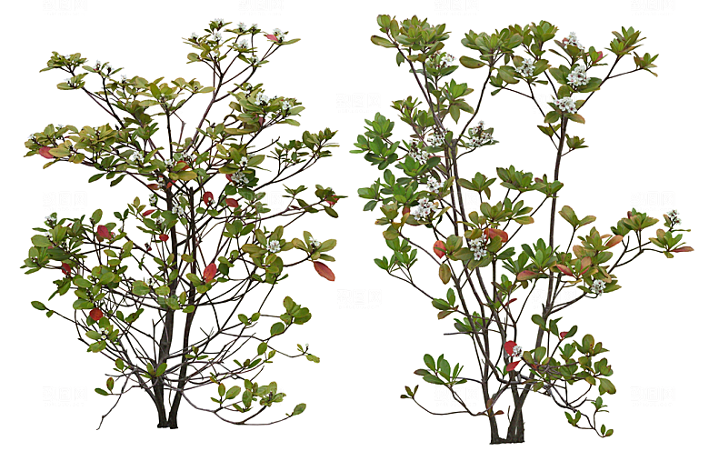 免抠实物植物元素盆景绿植素材