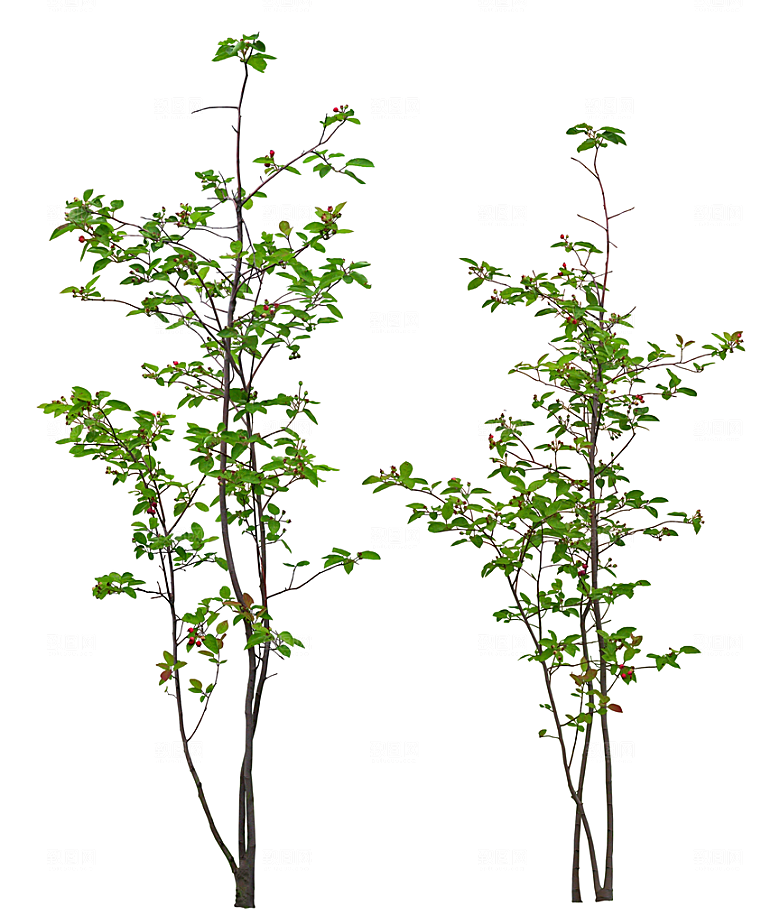 免抠实物植物元素盆景绿植素材