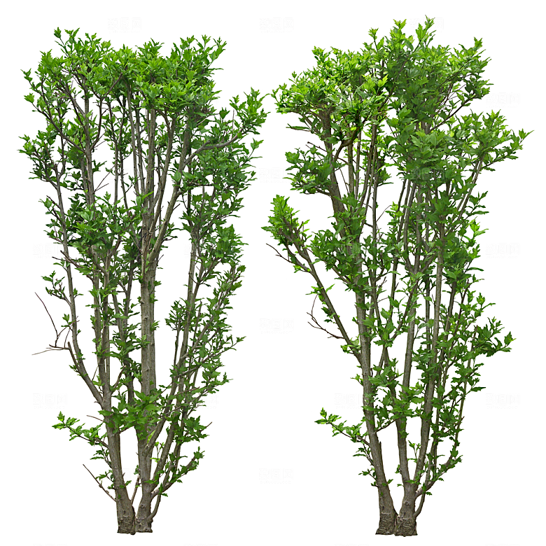 免抠实物植物元素盆景绿植素材