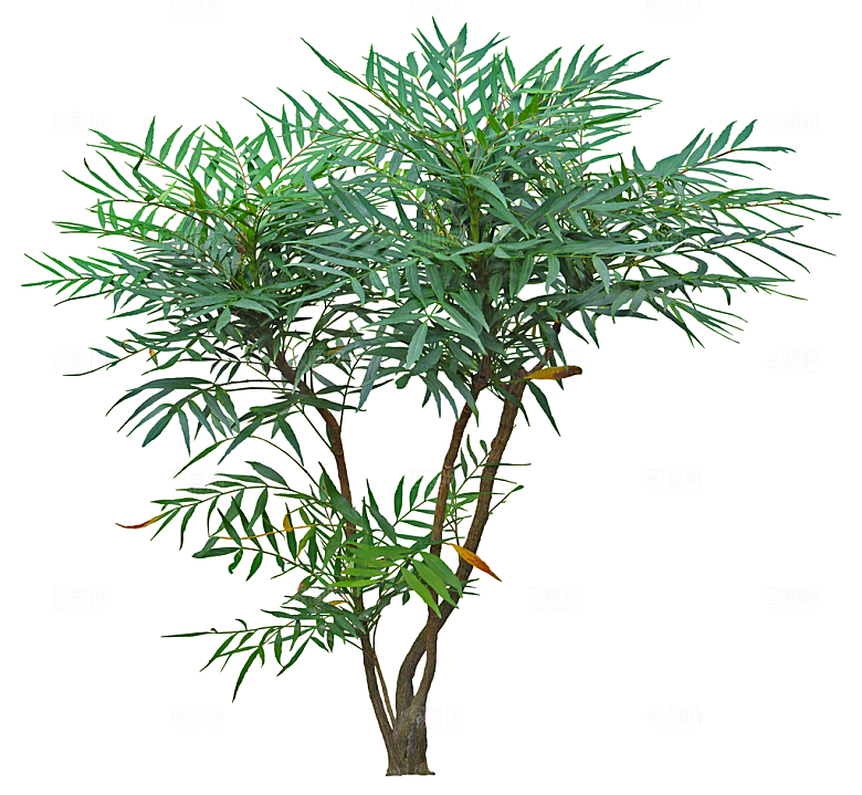 免抠实物植物元素盆景绿植素材