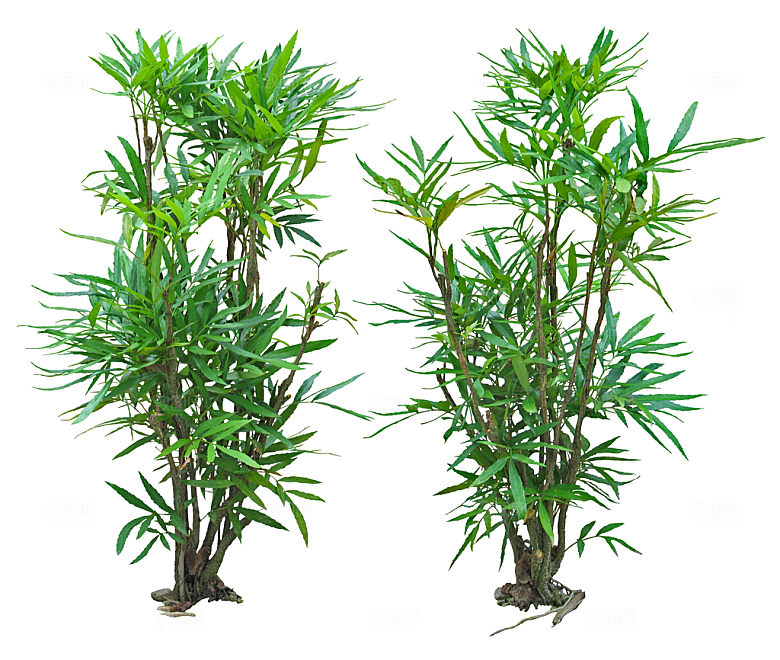免抠实物植物元素盆景绿植素材