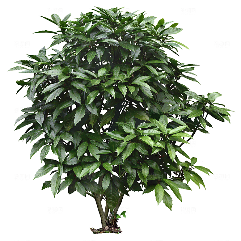 免抠实物植物元素盆景绿植素材