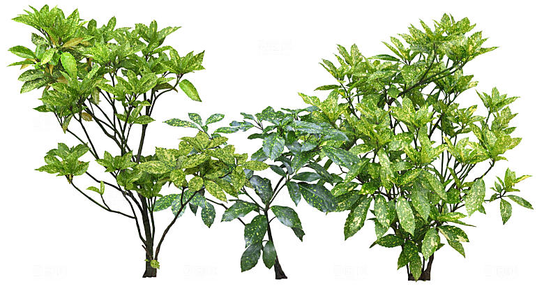 免抠实物植物元素盆景绿植素材