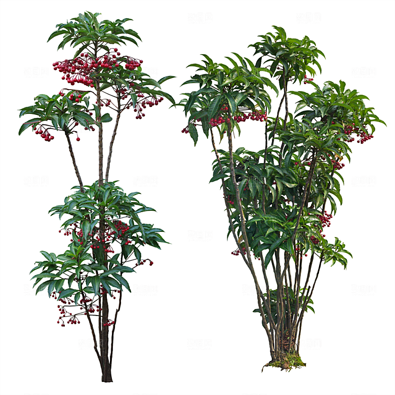 免抠实物植物元素盆景绿植素材