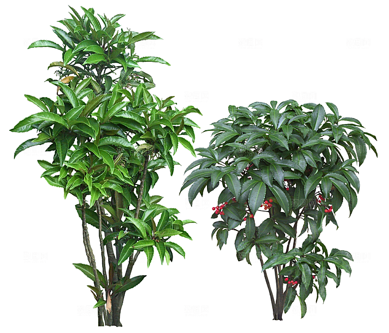 免抠实物植物元素盆景绿植素材