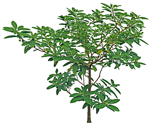 免抠实物植物元素盆景绿植素材