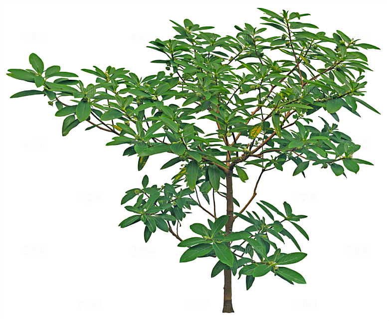 免抠实物植物元素盆景绿植素材