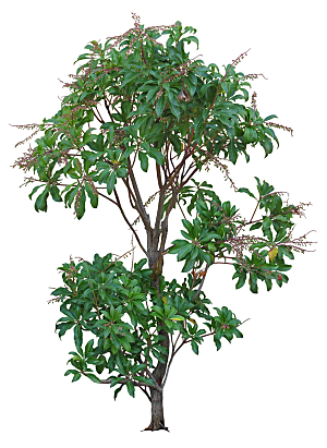免抠实物植物元素盆景绿植素材