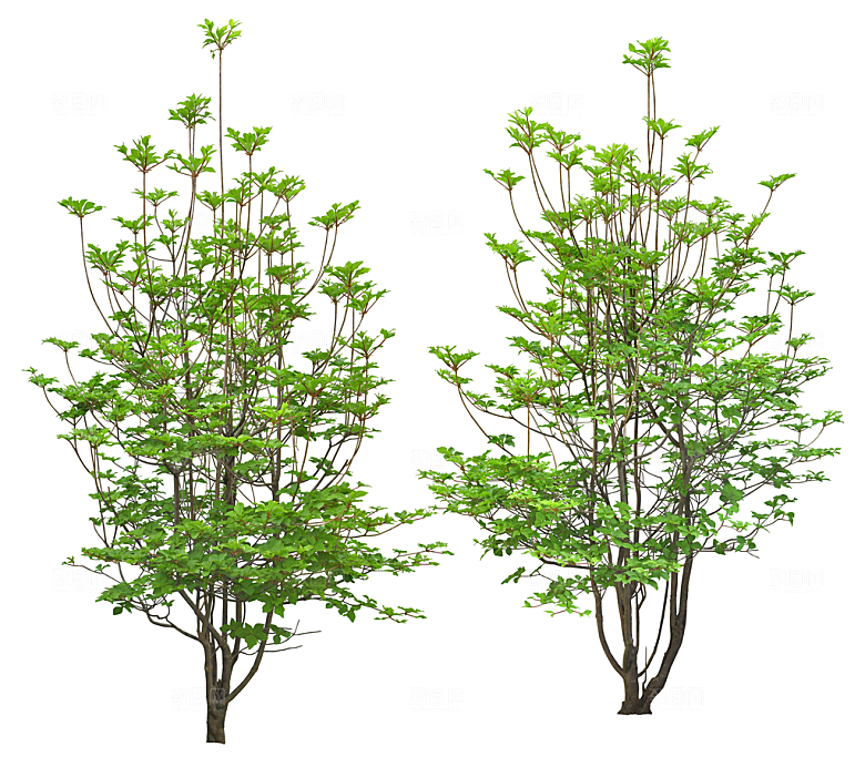 免抠实物植物元素盆景绿植素材