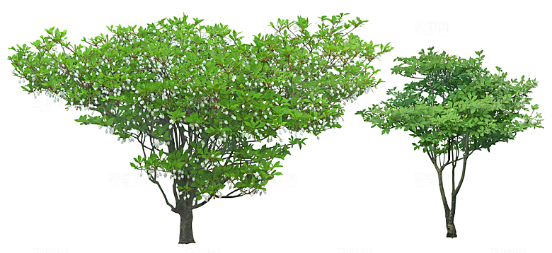 免抠实物植物元素盆景绿植素材