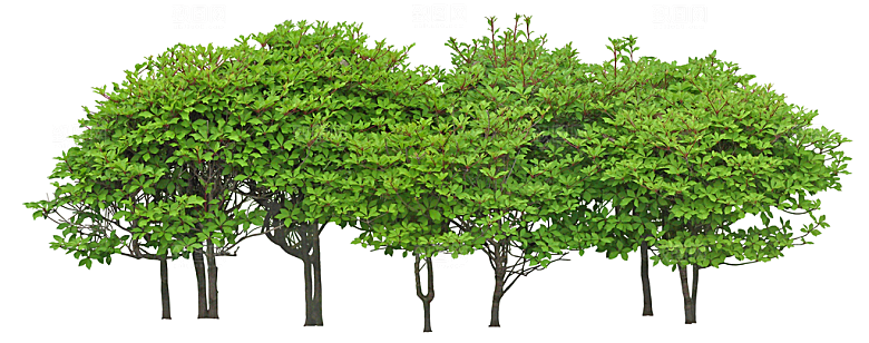 免抠实物植物元素盆景绿植素材