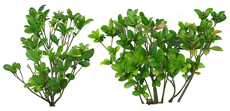 免抠实物植物元素盆景绿植素材