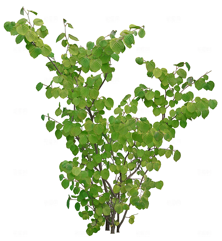 免抠实物植物元素盆景绿植素材