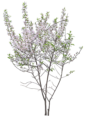 免抠实物植物元素盆景绿植素材