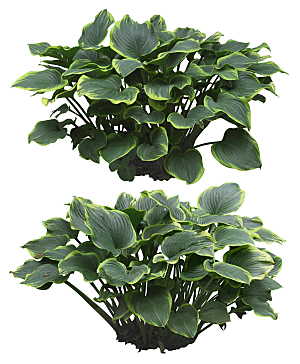 免抠实物植物元素盆景绿植素材