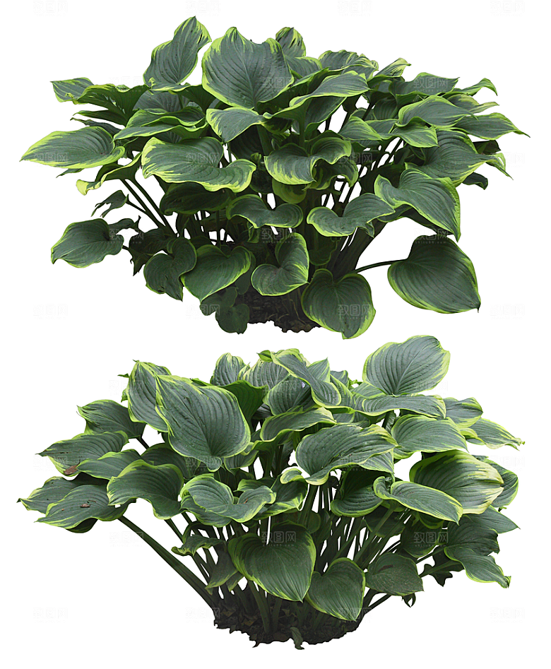 免抠实物植物元素盆景绿植素材