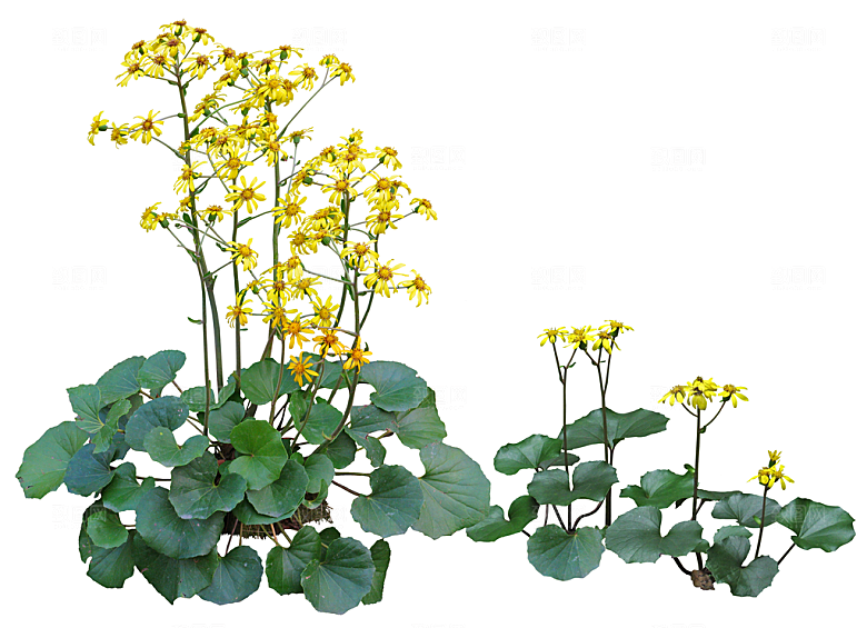 免抠实物植物元素盆景绿植素材