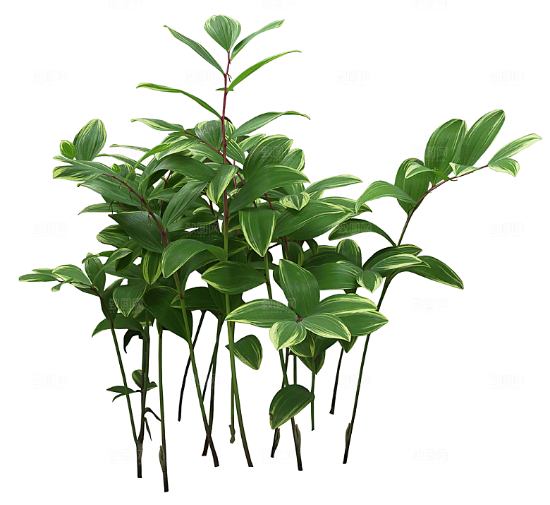免抠实物植物元素盆景绿植素材
