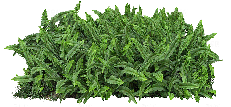 免抠实物植物元素盆景绿植素材