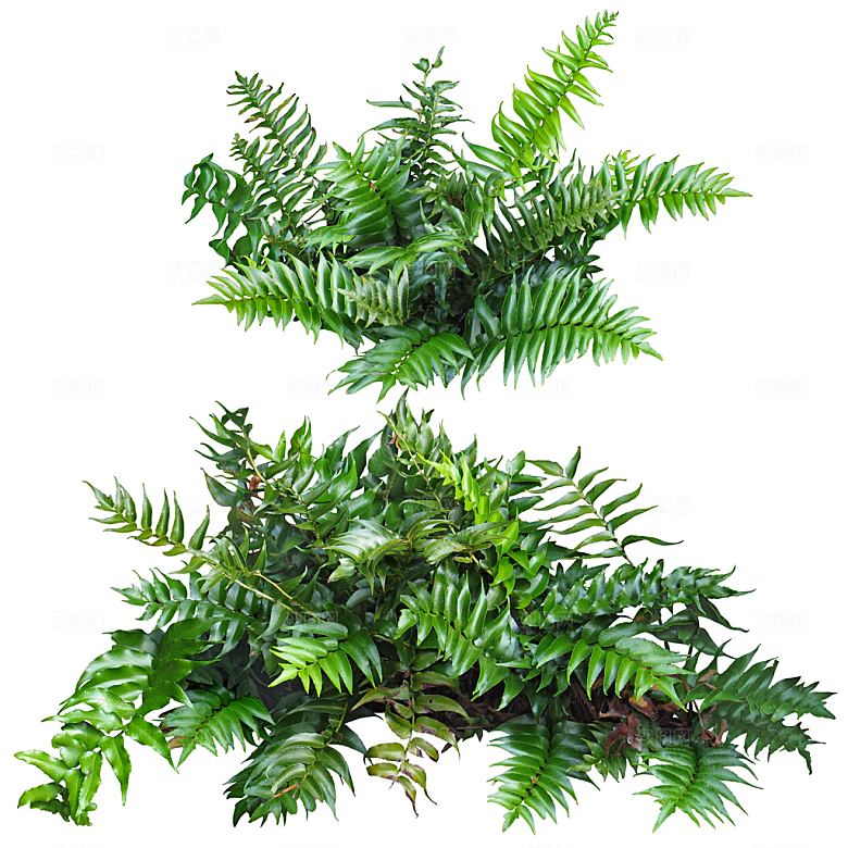 免抠实物植物元素盆景绿植素材