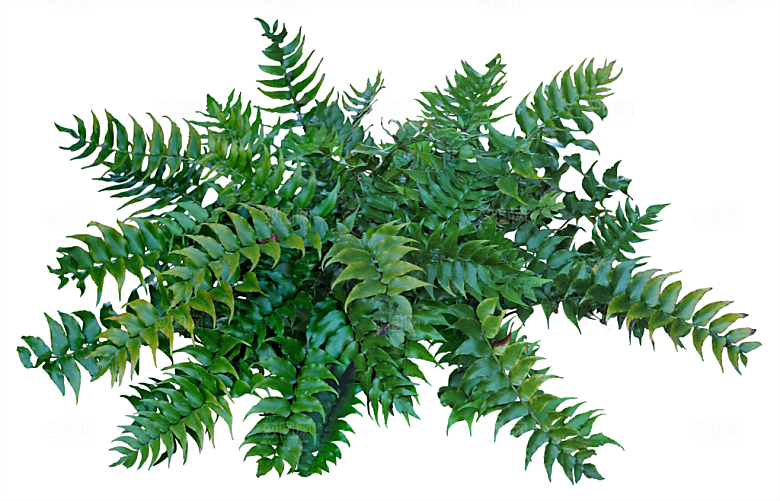 免抠实物植物元素盆景绿植素材