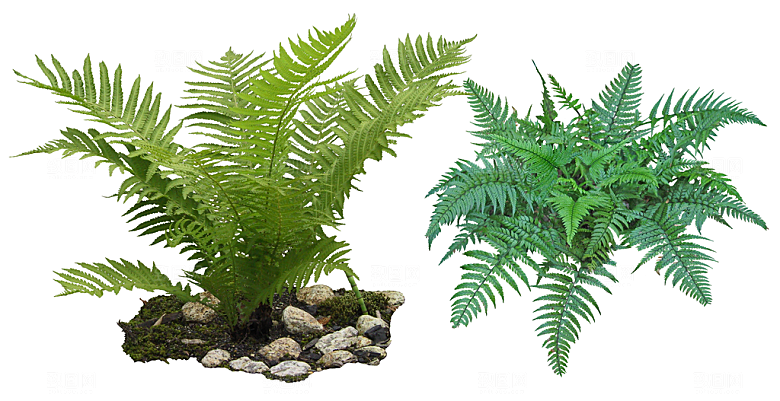 免抠实物植物元素盆景绿植素材