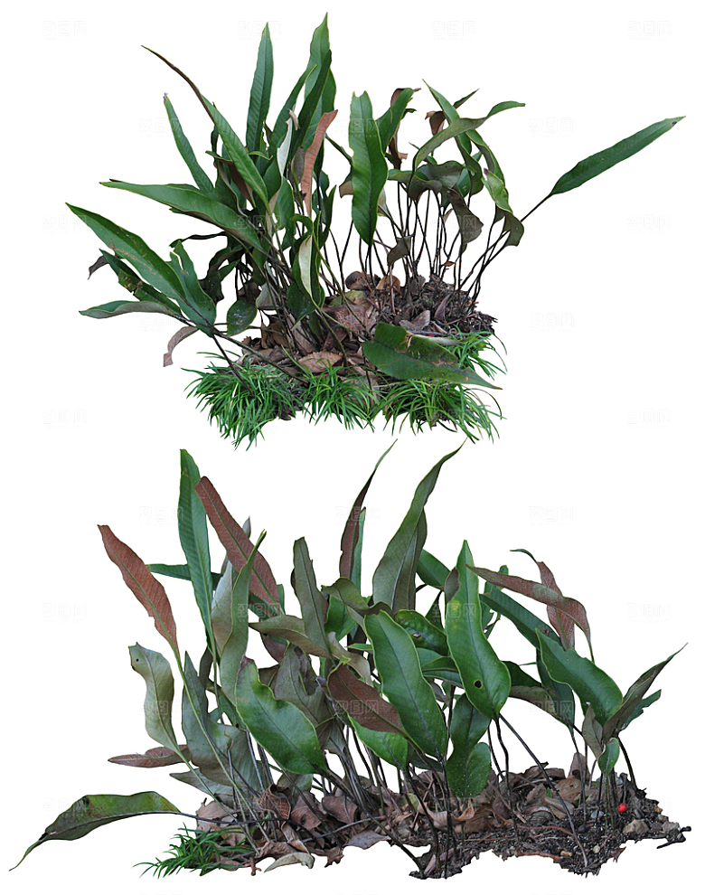免抠实物植物元素盆景绿植素材