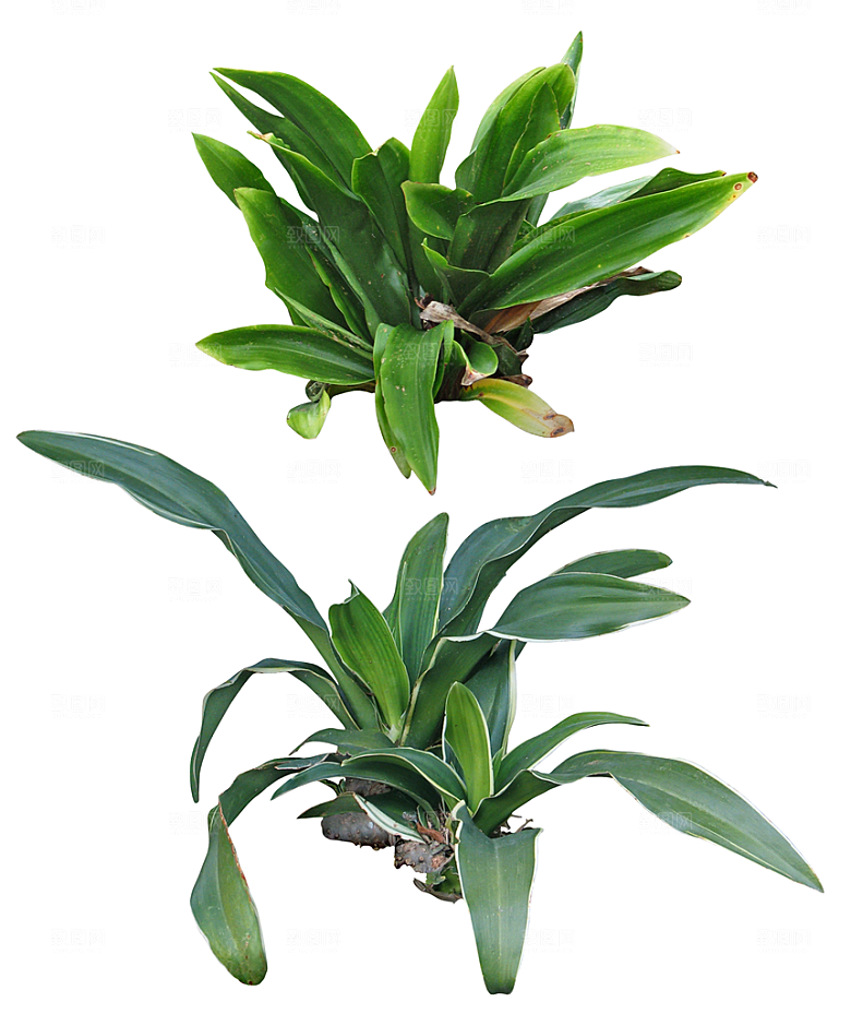 免抠实物植物元素盆景绿植素材
