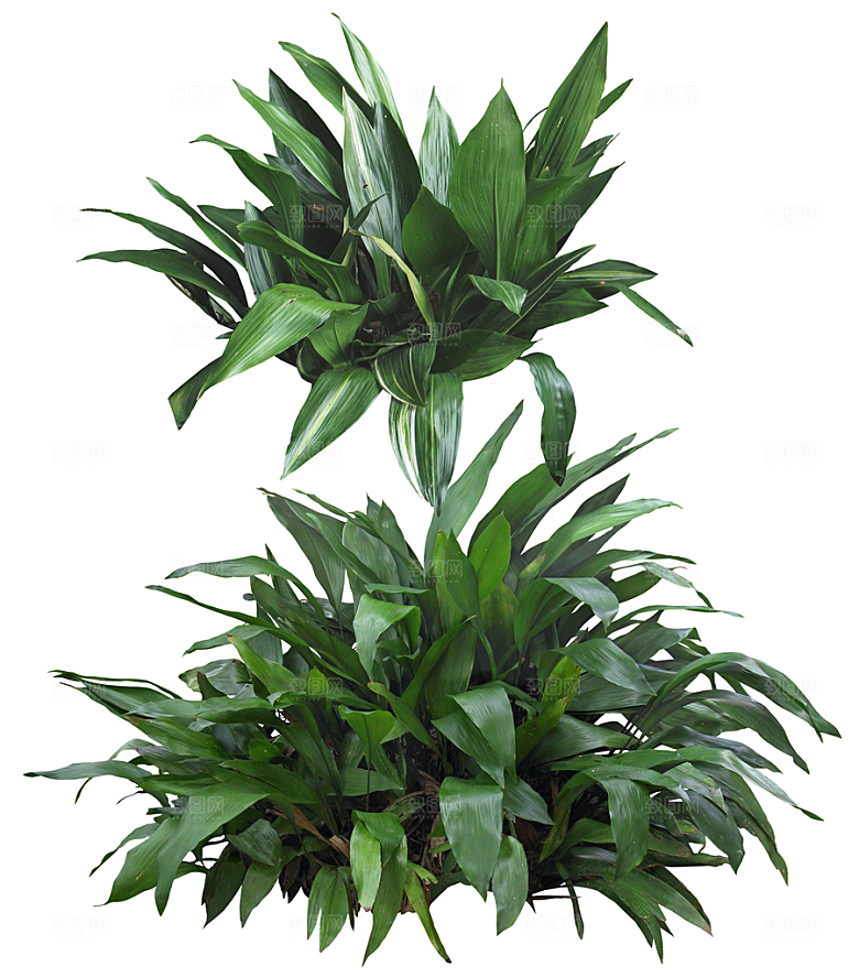 免抠实物植物元素盆景绿植素材