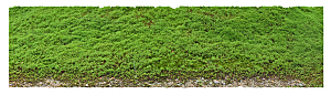 免抠实物植物元素盆景绿植素材