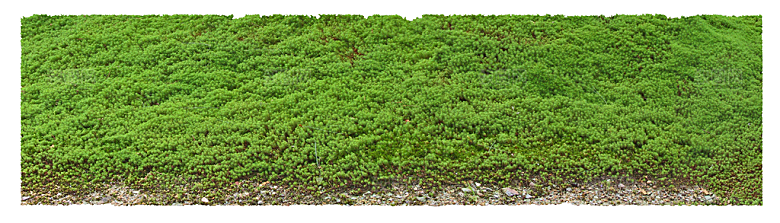 免抠实物植物元素盆景绿植素材