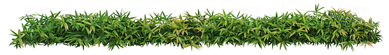免抠实物植物元素盆景绿植素材