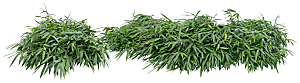 免抠实物植物元素盆景绿植素材