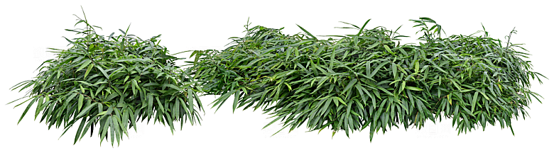 免抠实物植物元素盆景绿植素材